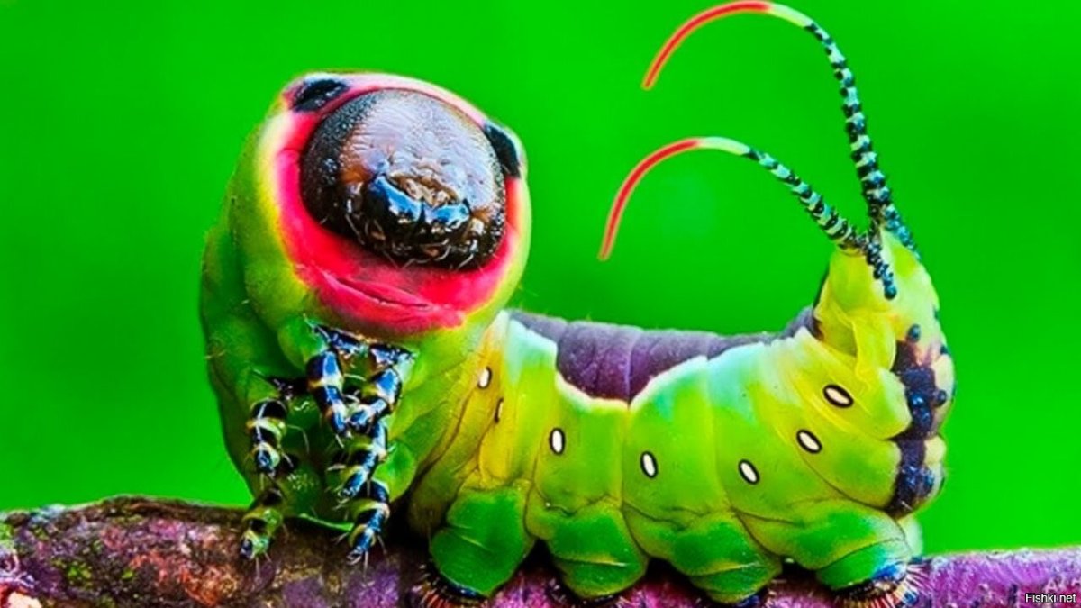 Гусеница Cerura vinula бабочка