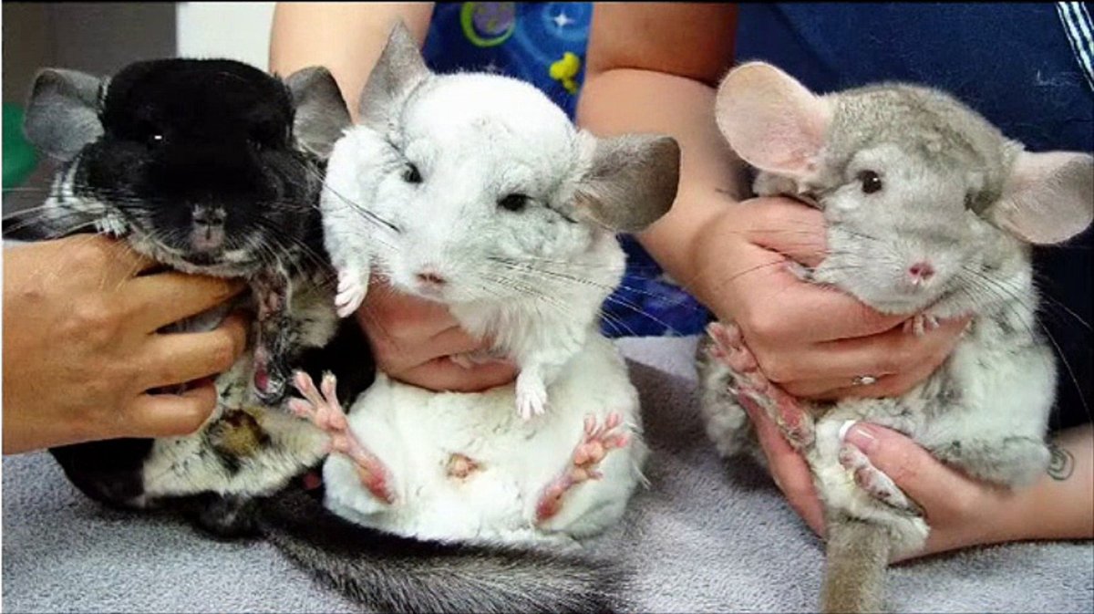 Шиншилла Марти