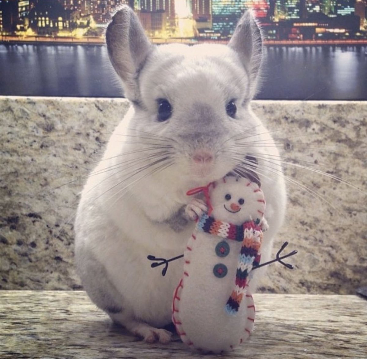 Шиншилла Вильсон