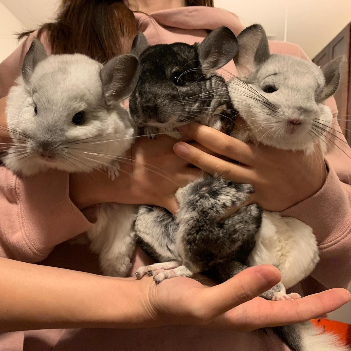 Позитивные картинки шиншилл