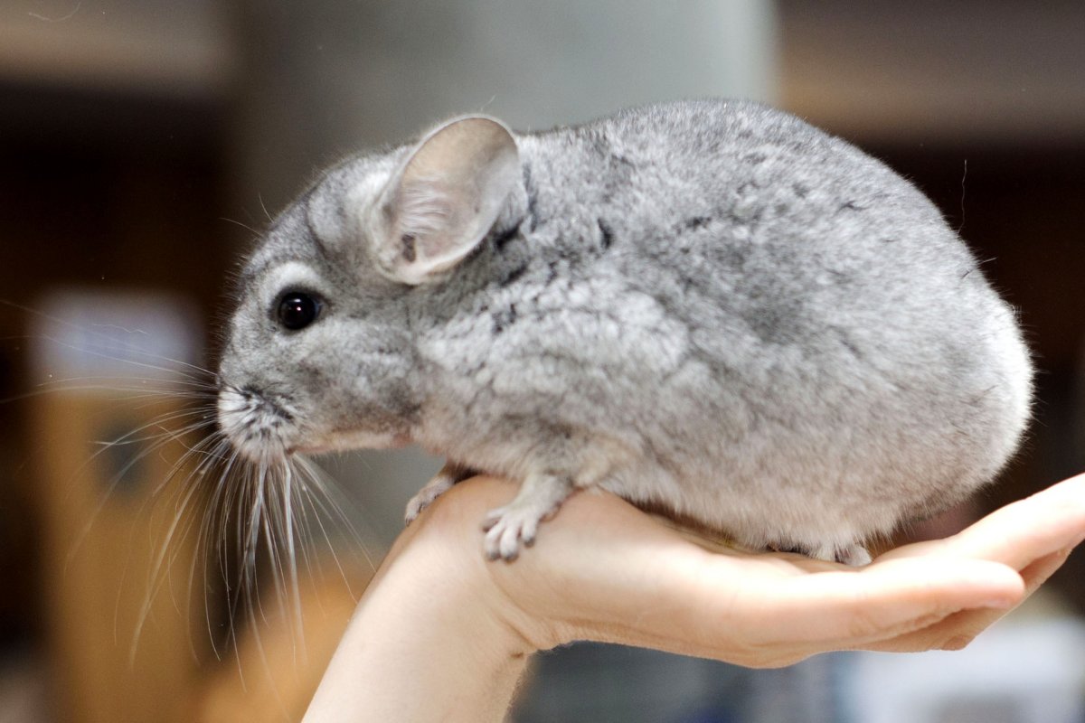 Млекопитающие шиншила