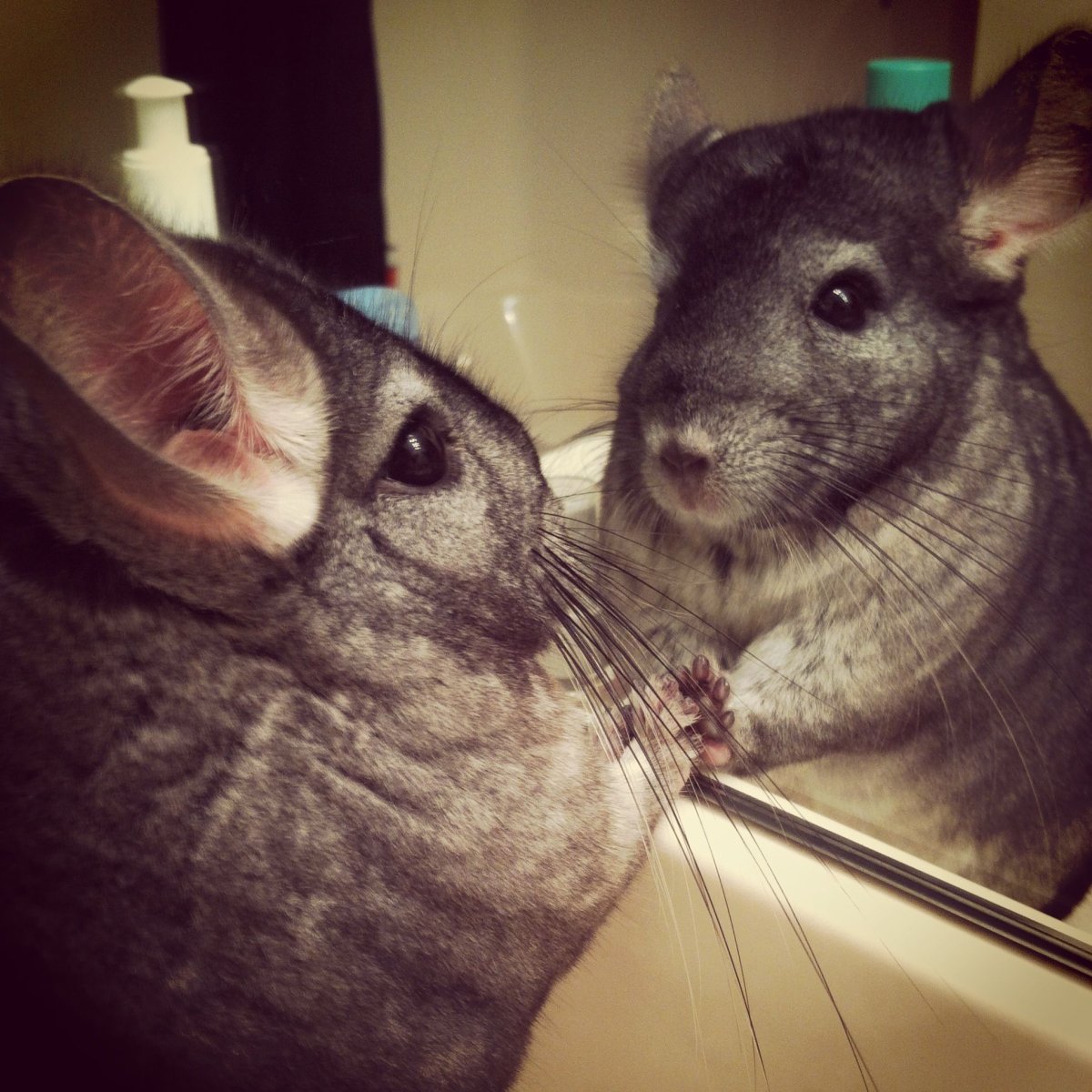 Шиншилла фото