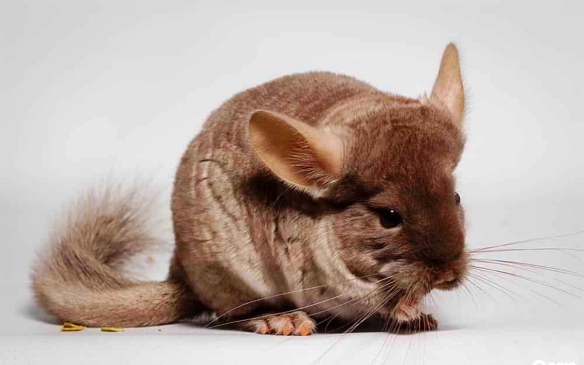 Шиншилла грызун