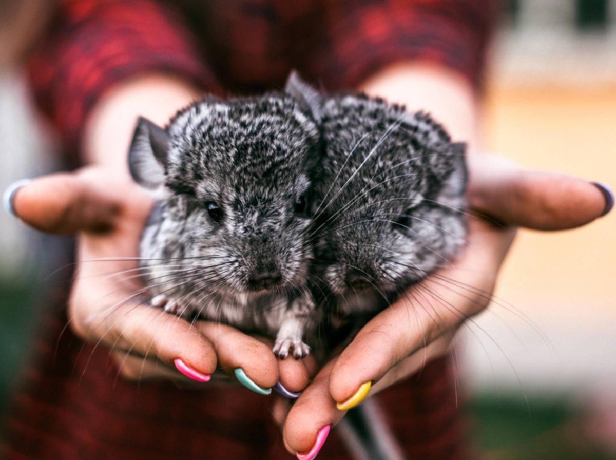 Шиншилла ангора голубой бриллиант