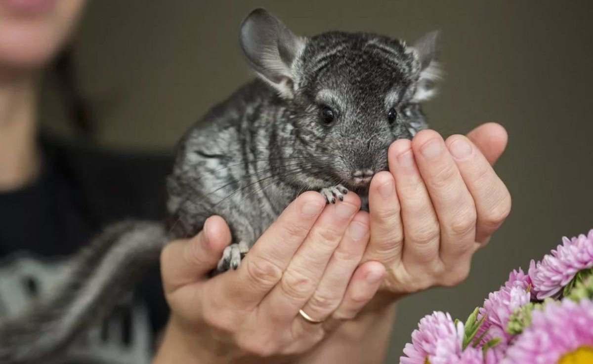 Шиншилла Соня