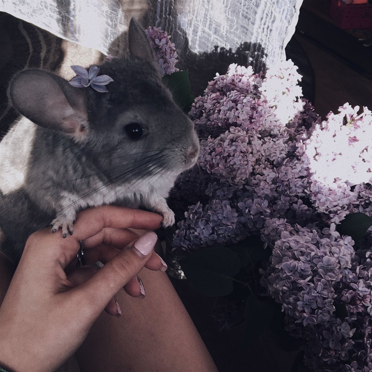 Самое милое животное из шиншиллы