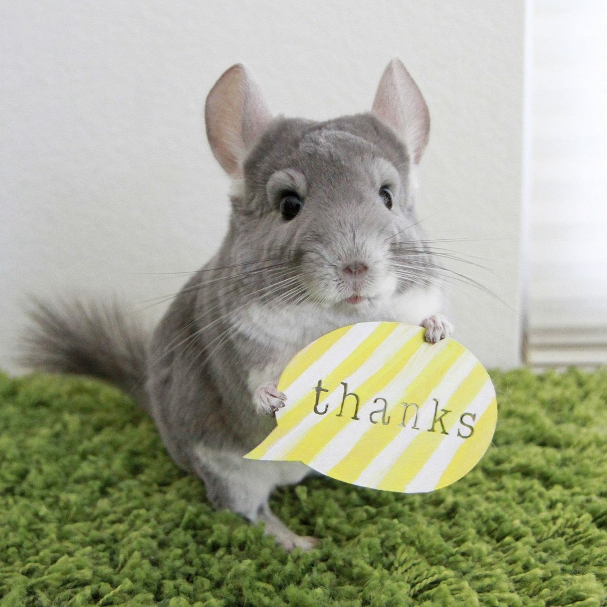 Шиншилловая крыса Беннетта