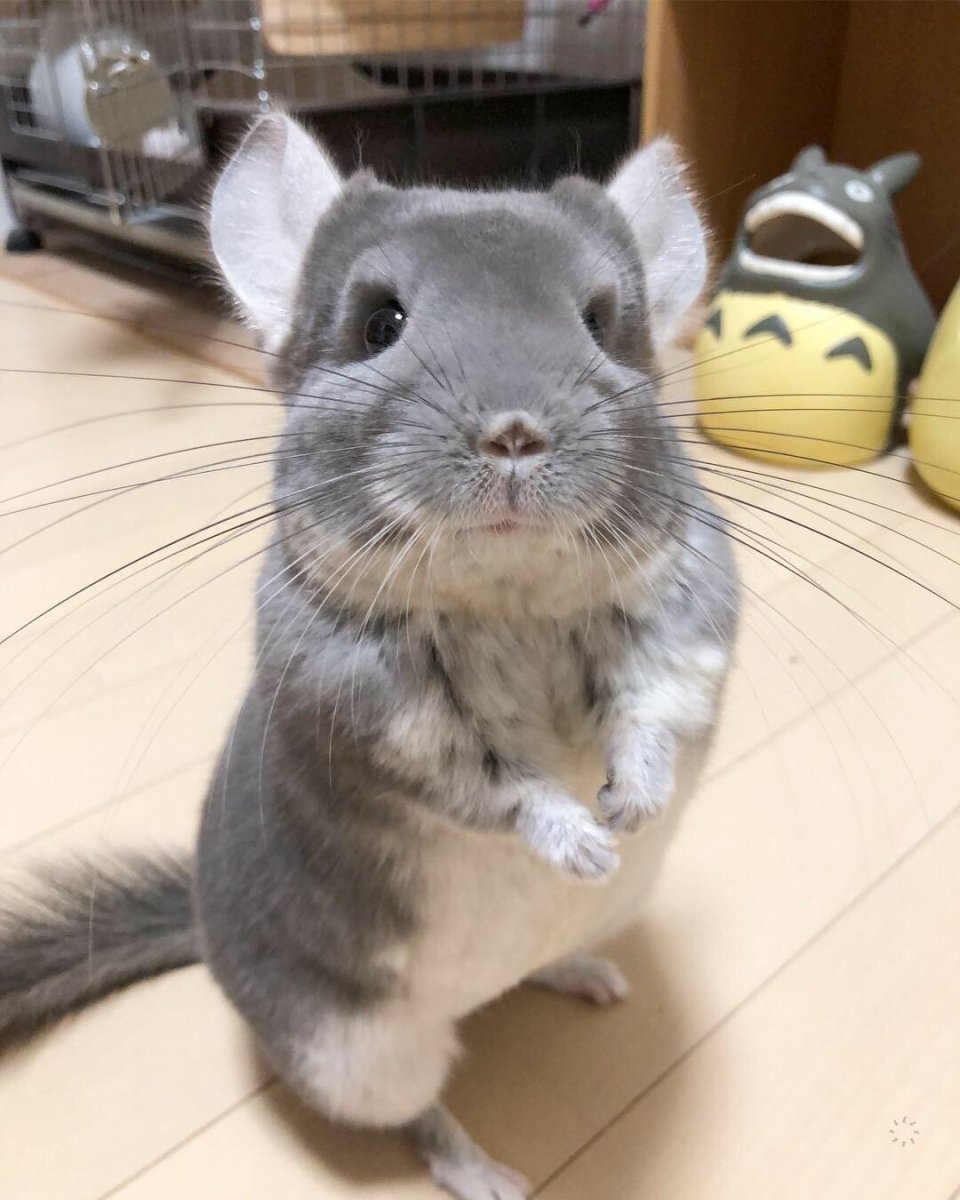 Шиншилла и шиншиллята