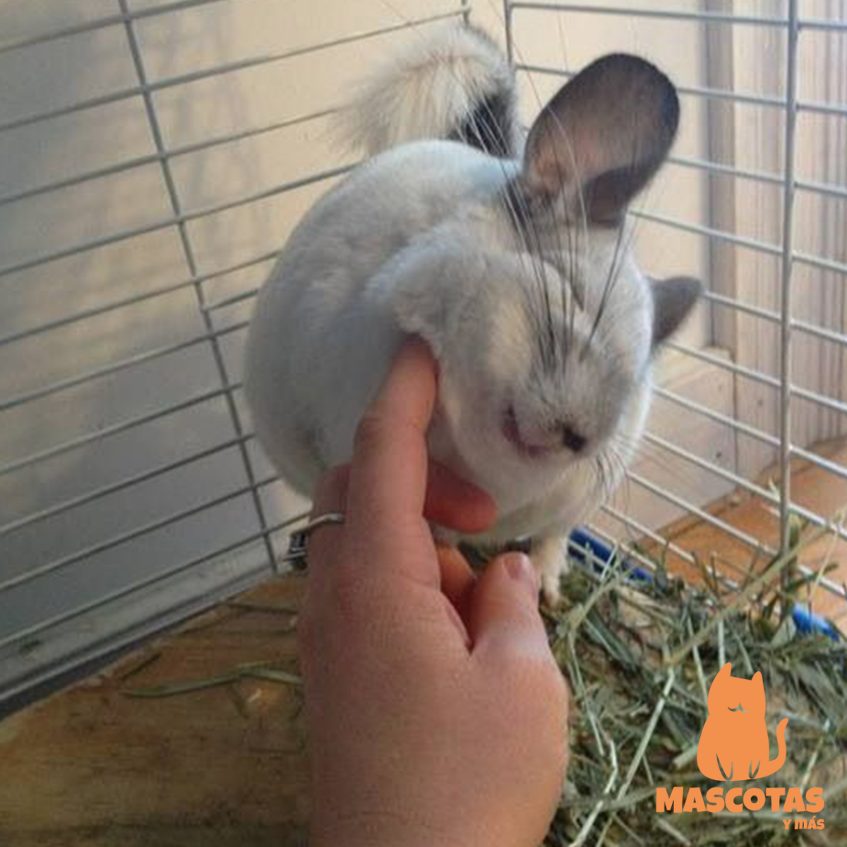 Шиншилла эбони