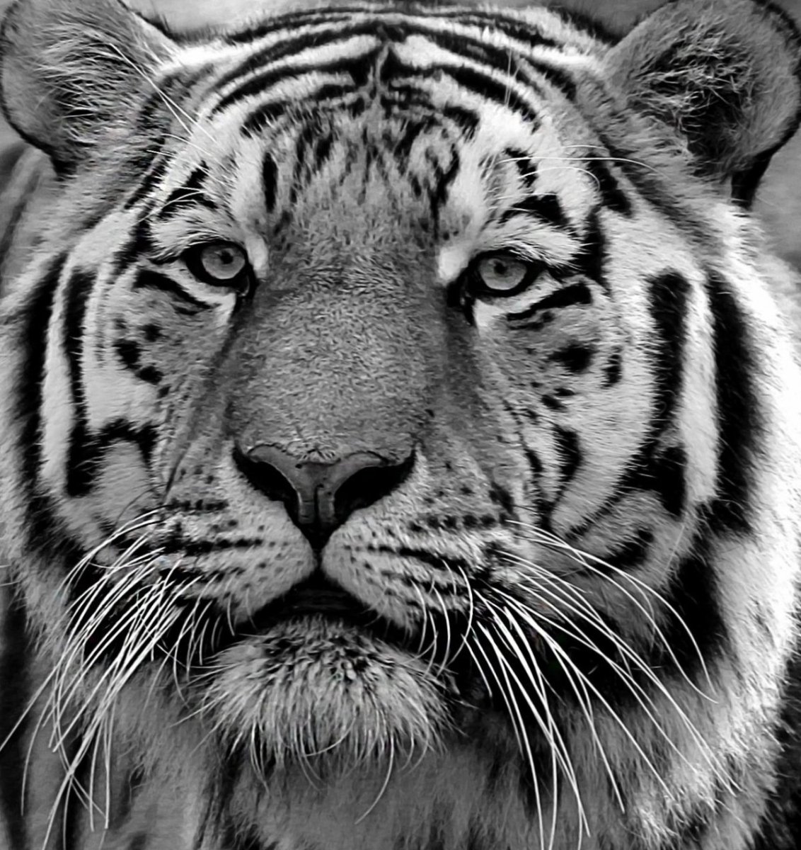 Тигр черно белый