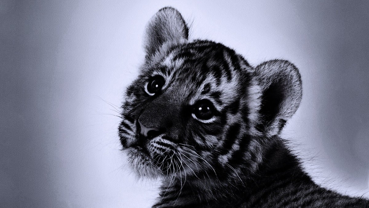 Маленьких черно белых тигрят