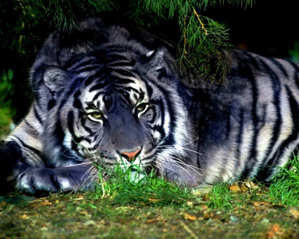 Мальтийский тигр