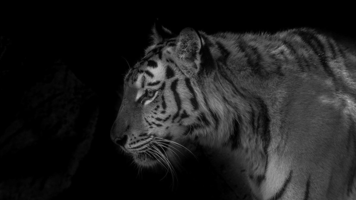 Черный тигр обои