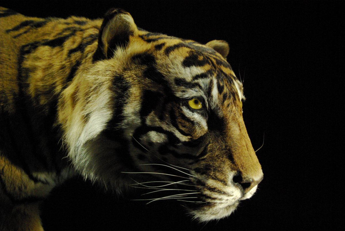 Блэк Тайгер