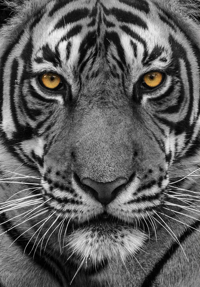 Морда тигра