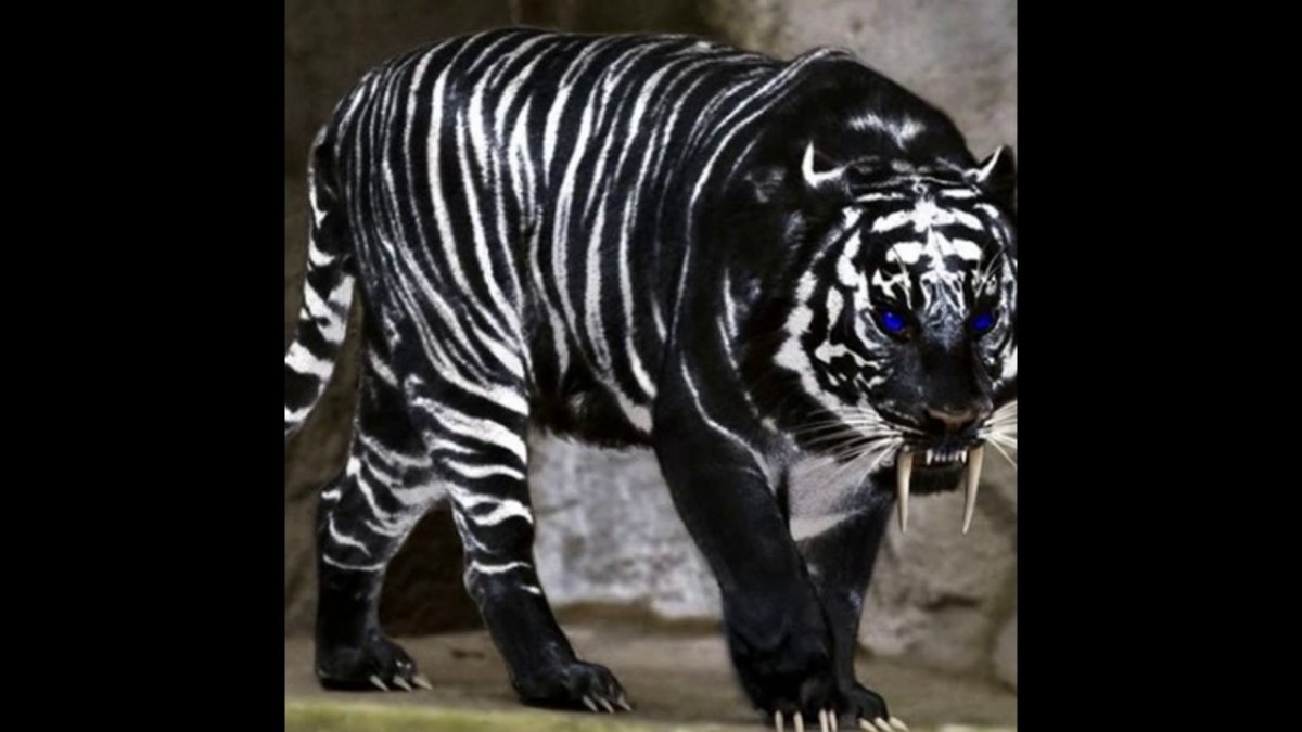 Блэк Тайгер