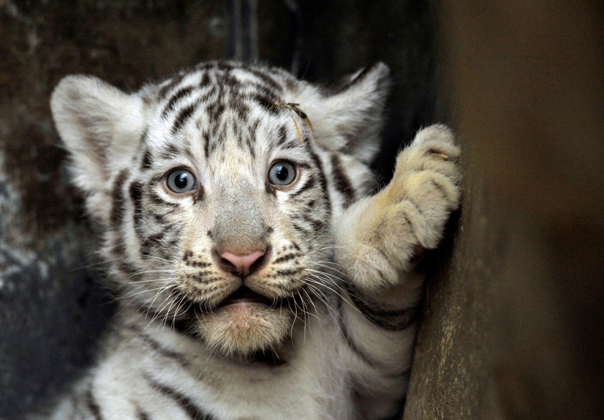 Милые белые тигрята