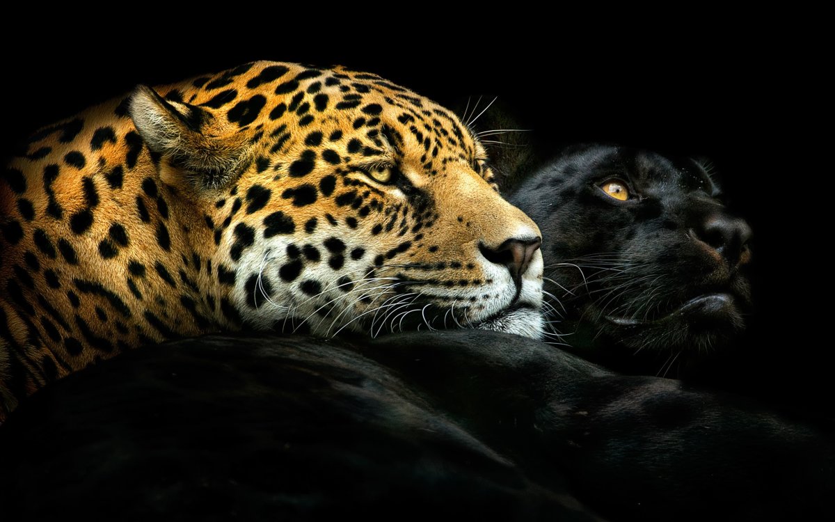 Леопард меланист