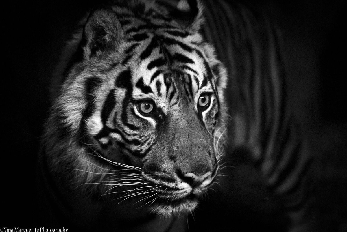 Обои на рабочий стол тигр на черном фоне