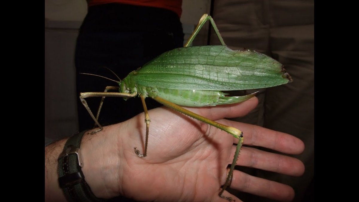 Siliquofera Grandis кузнечик