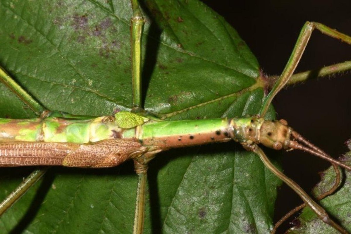 Палочник с рожками