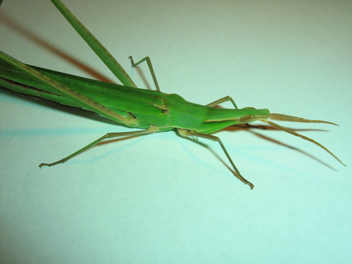 Кузнечик зеленый палочник