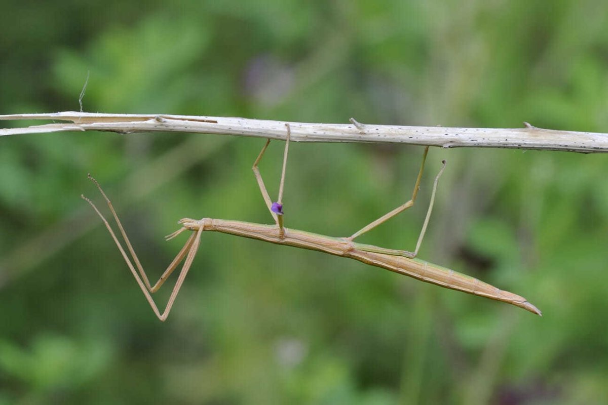 Палочник Крымский