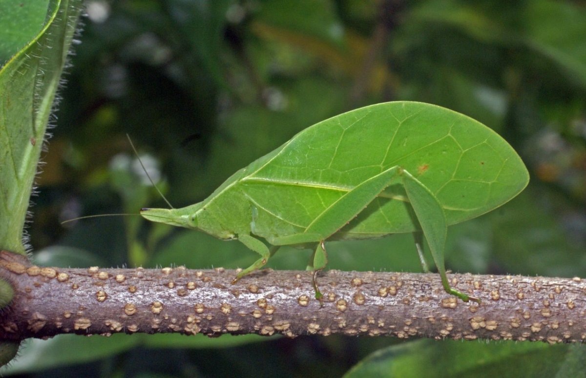 Капюшончатый кузнечик