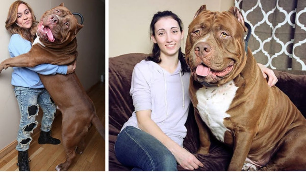 Питбуль Халк