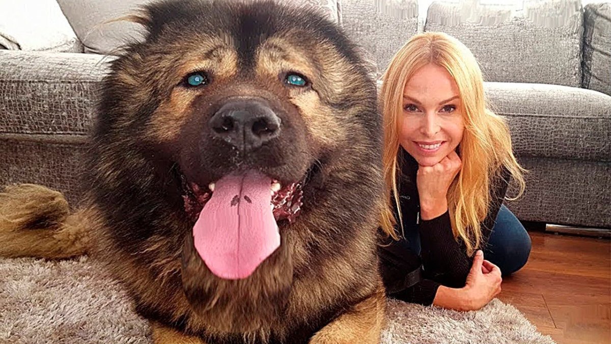 Собаки которые не растут большими