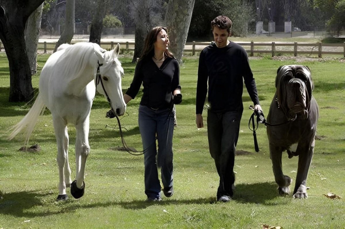 Щенки чау-чау