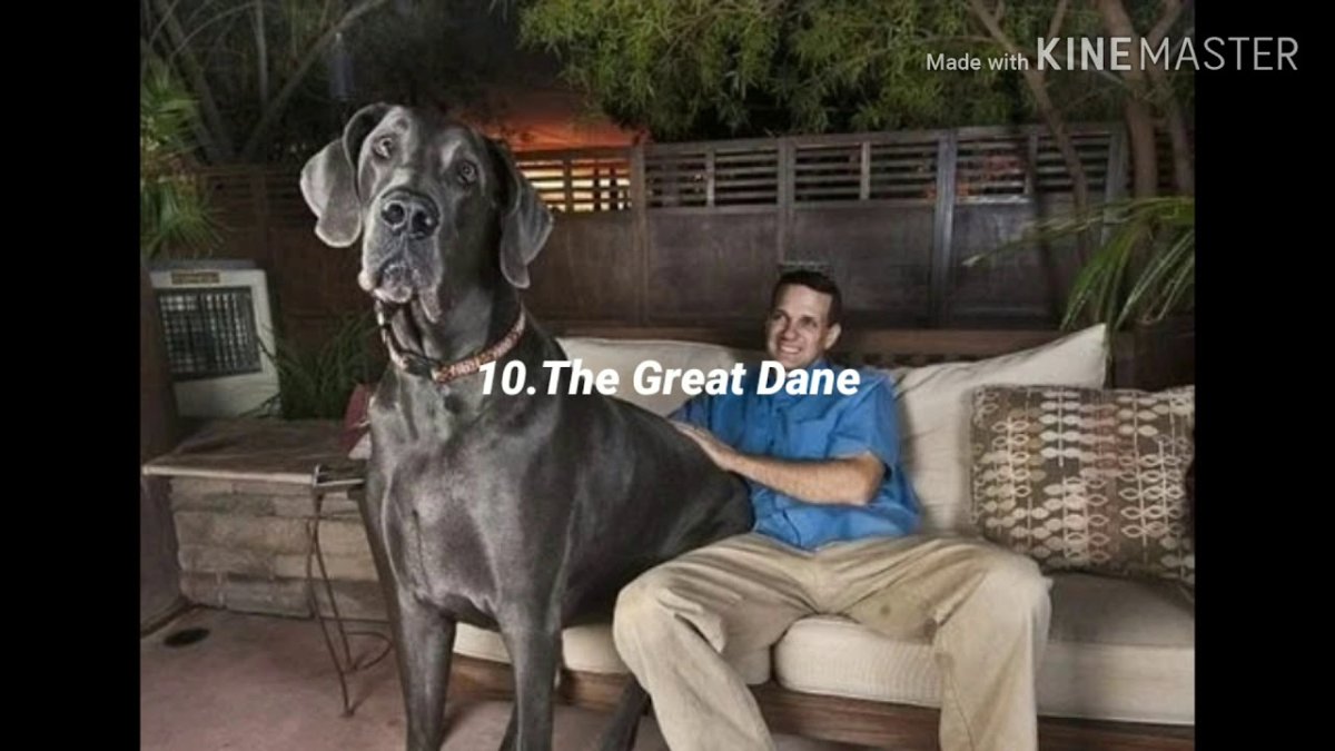 Самая большая собака ирландский волкодав