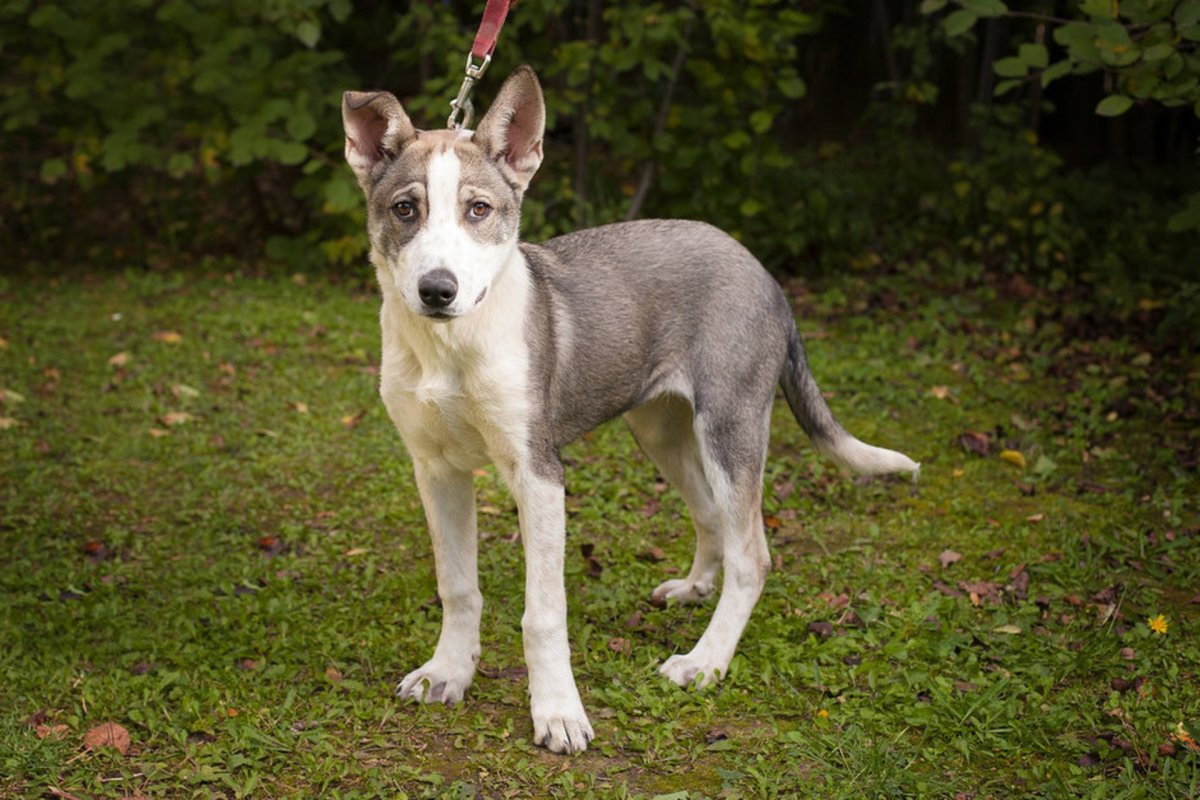 Приют в Москве