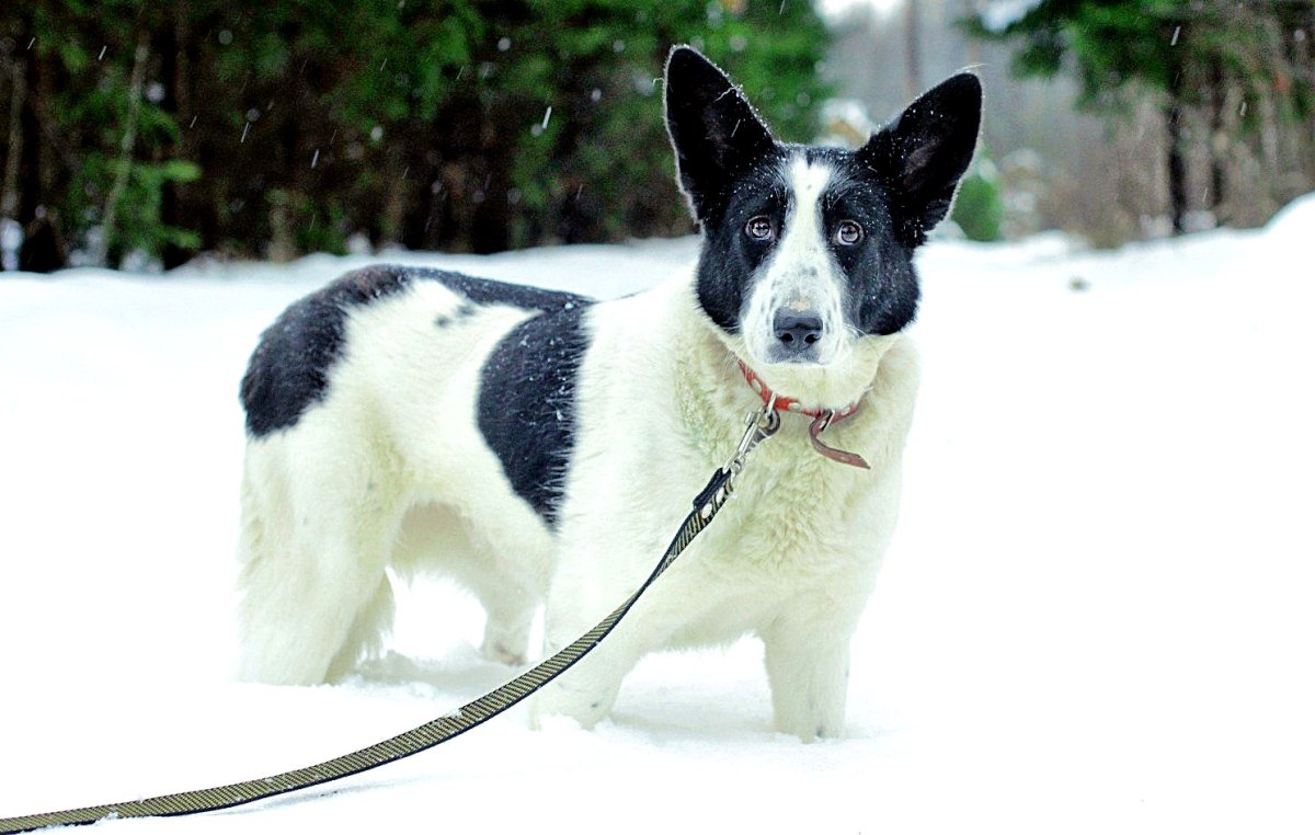 Метис Карело-финской лайки