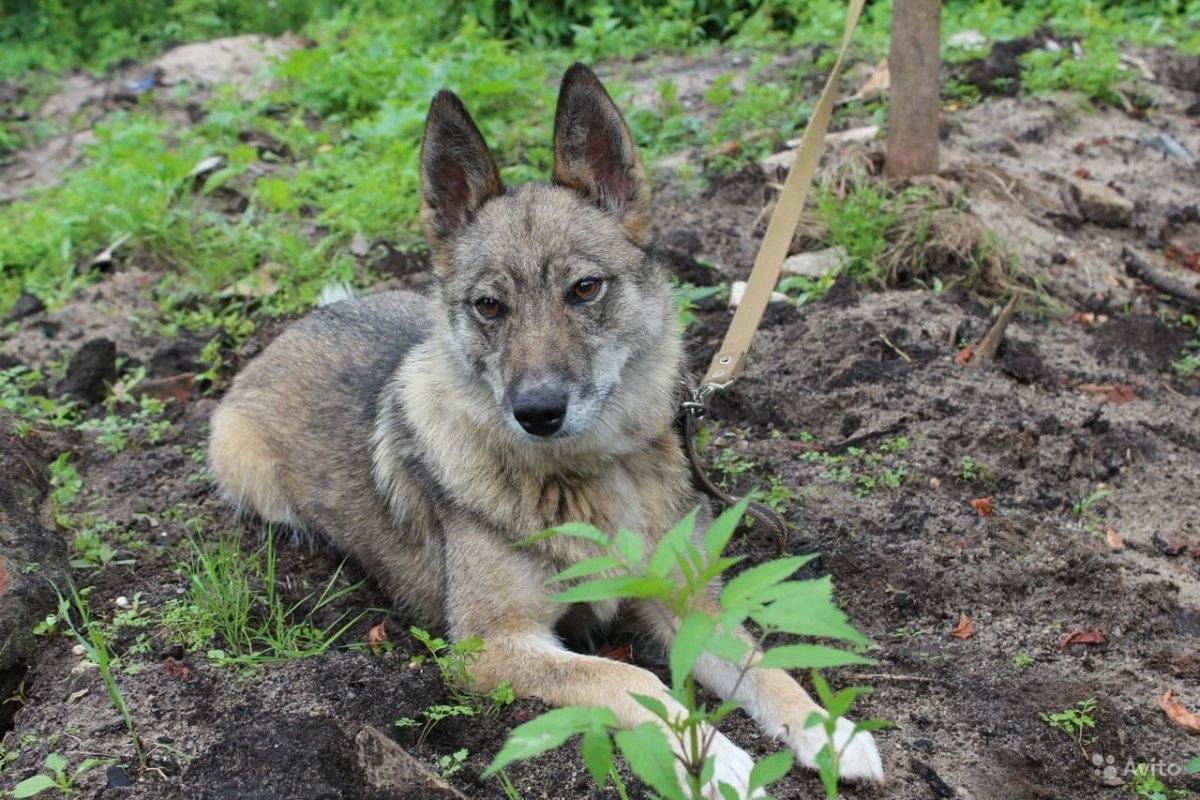Помесь лайки