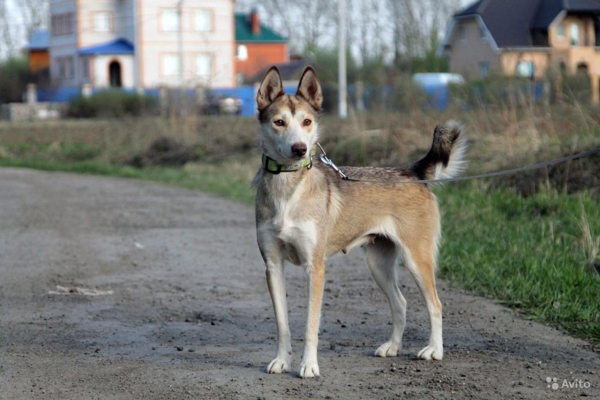 Помесь ВЕО И лайки