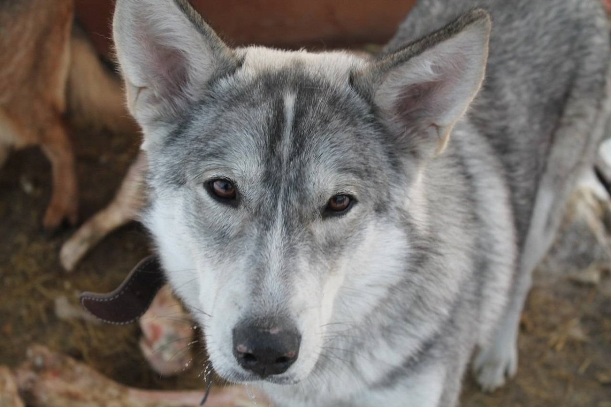Норвежские метисы белый фон