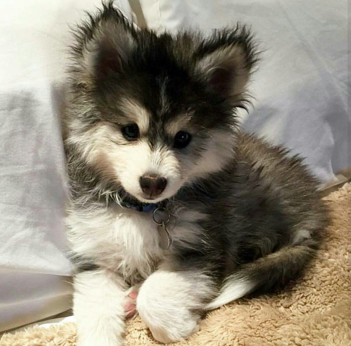 Метис собака