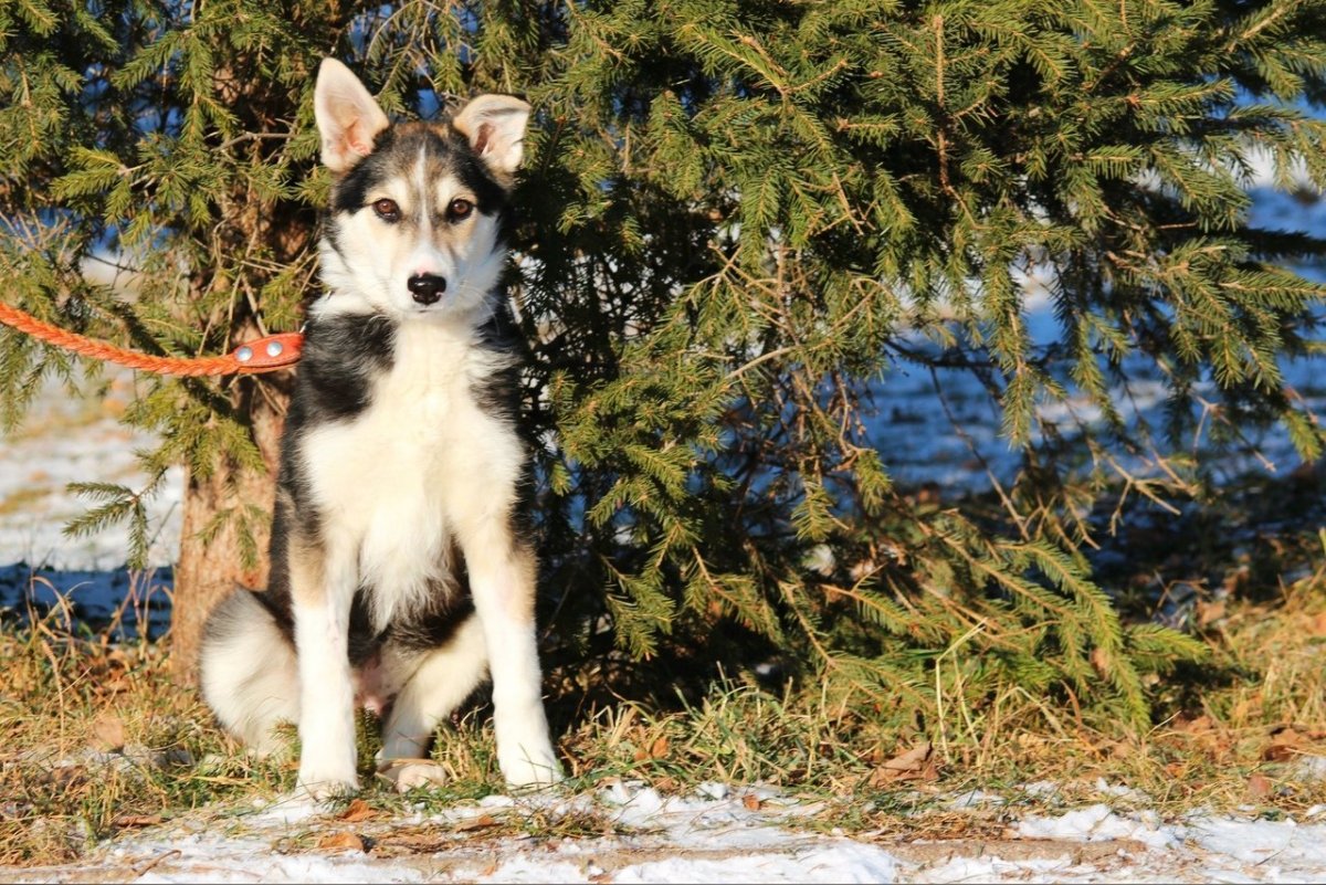 Метис хаски и лайки