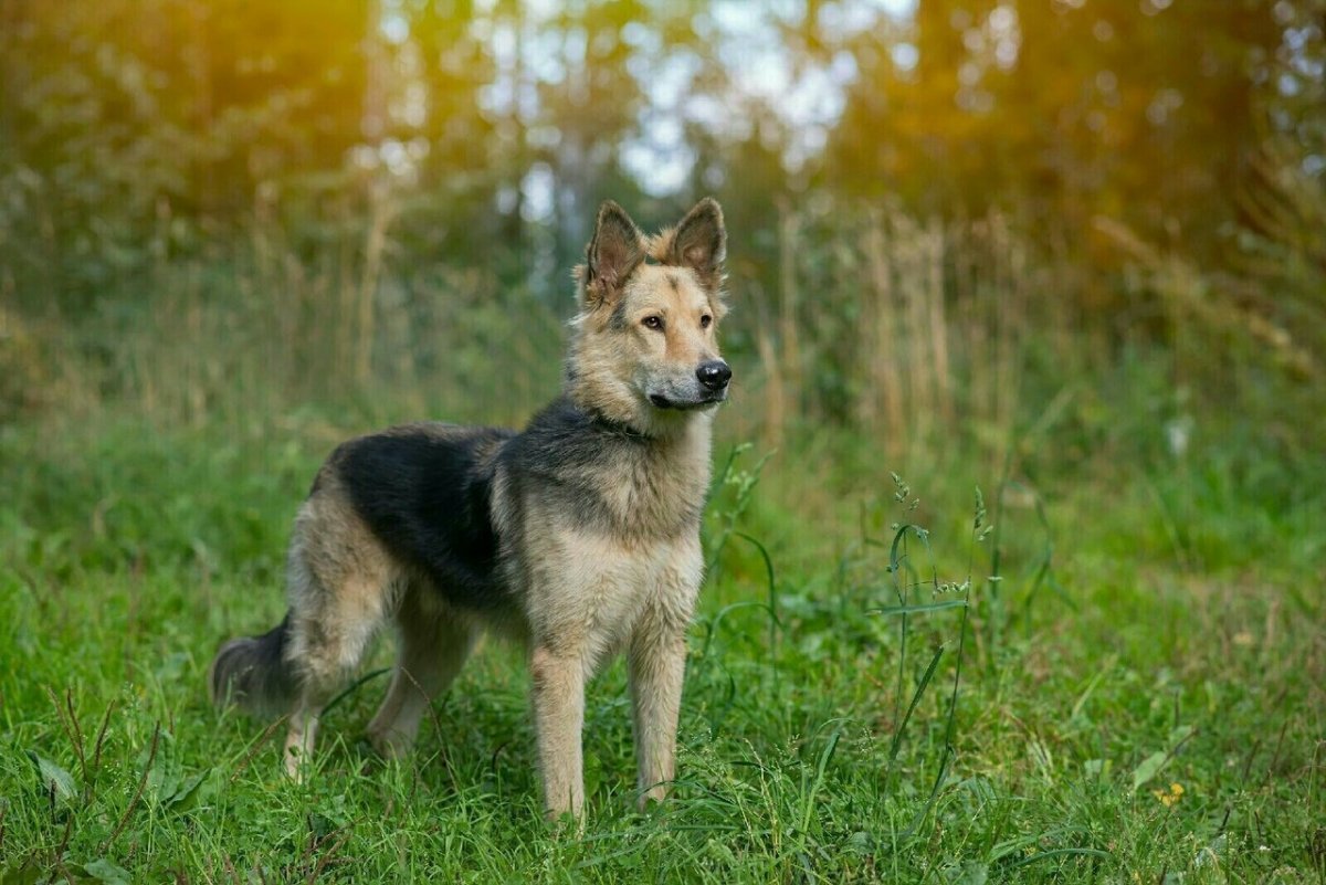 Метис лайки и овчарки