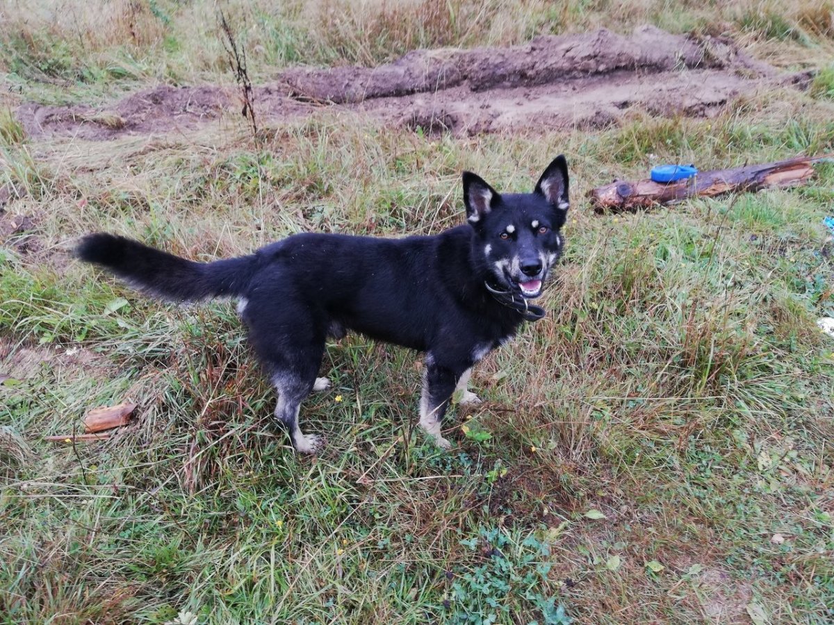 Маламут и хаски метис