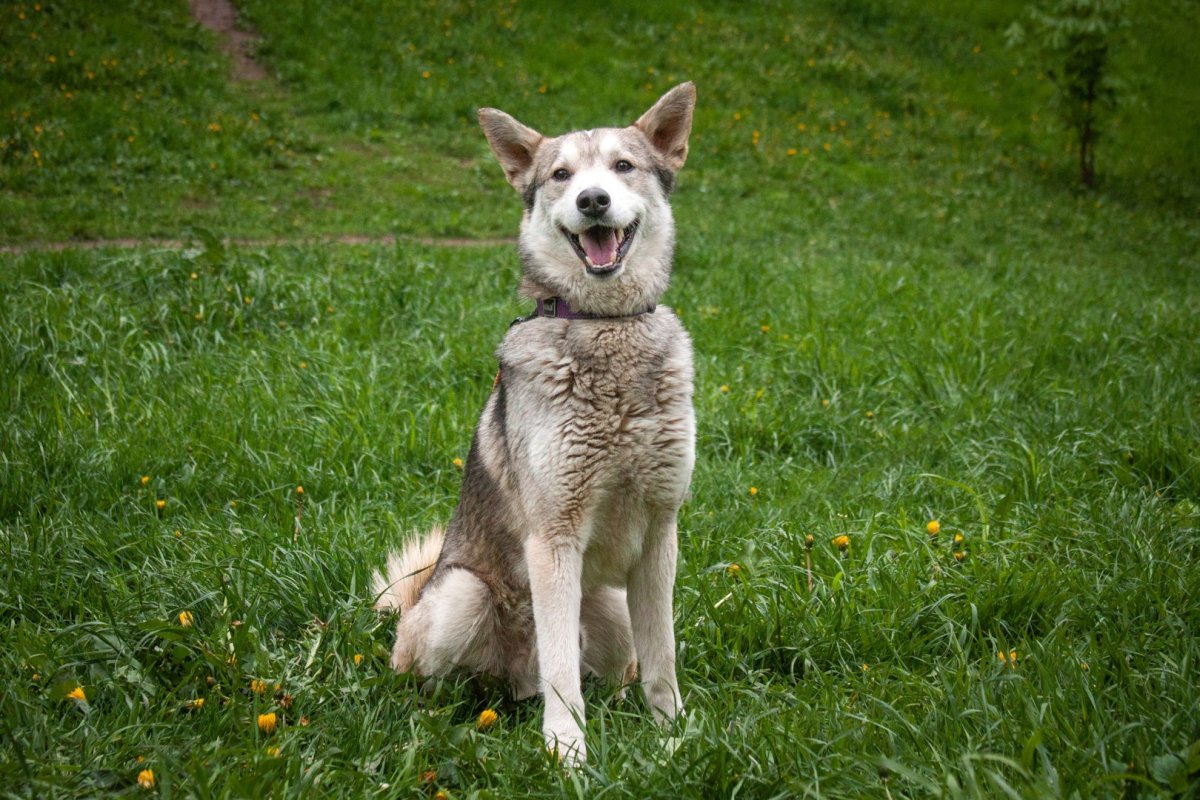 Метис лайки