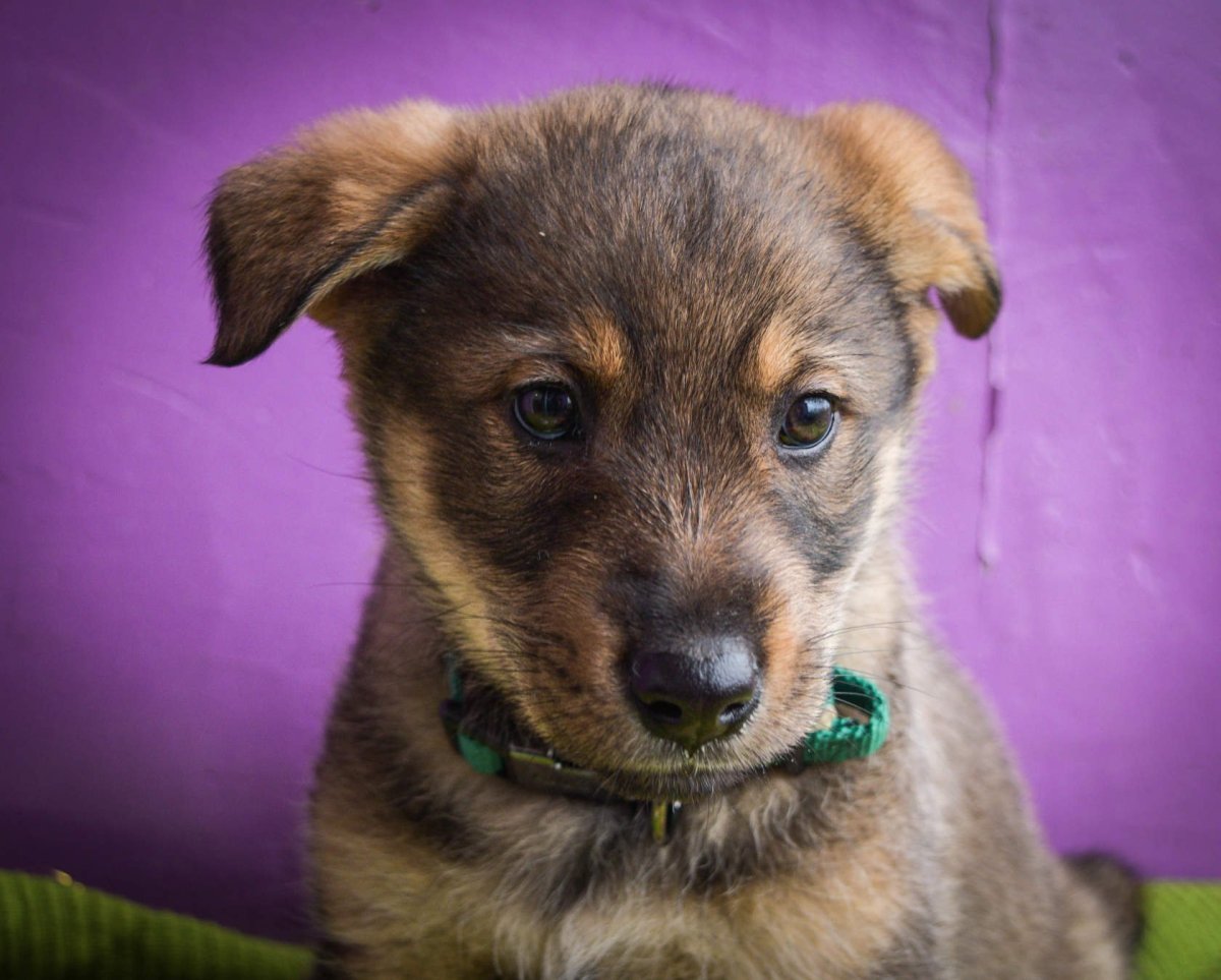 Метис лайки и дворняги