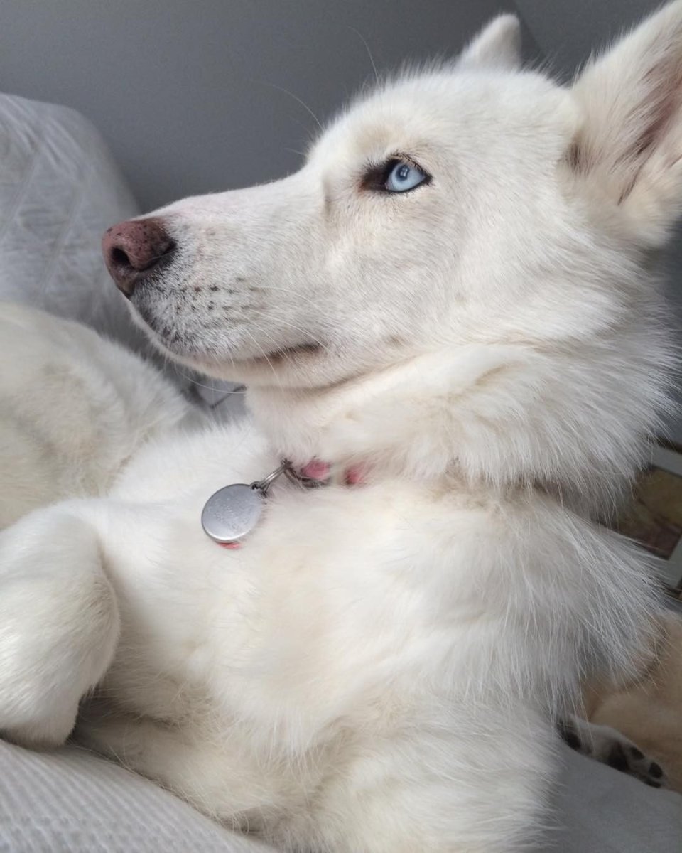 Метис корги и лайки