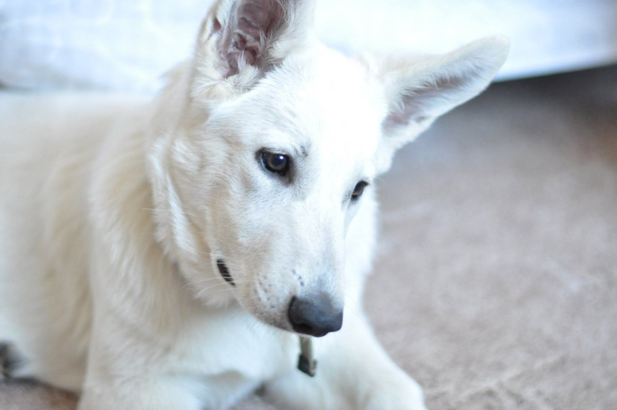 Лайка волкодав Сибирская