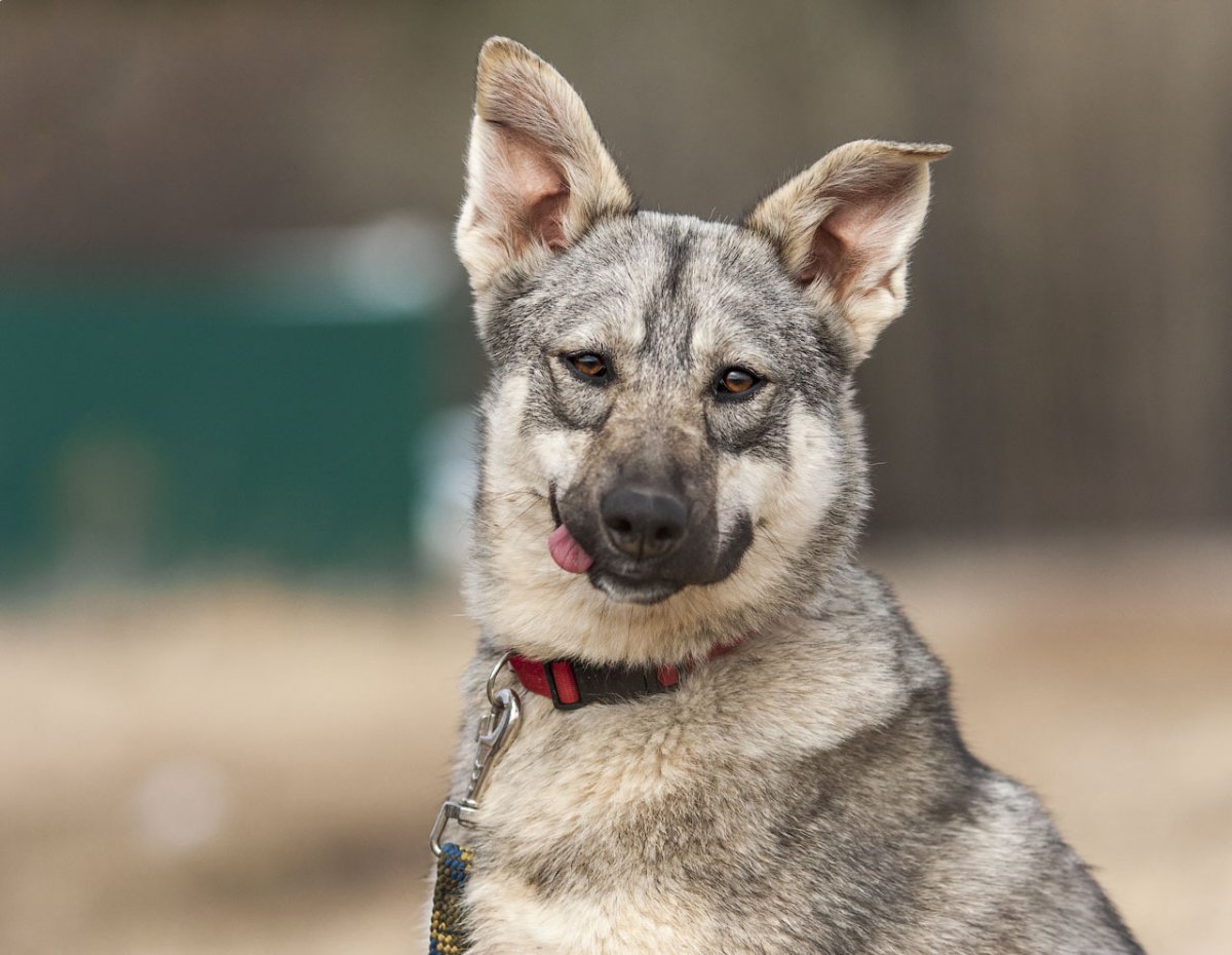 Волчонок Вольфу