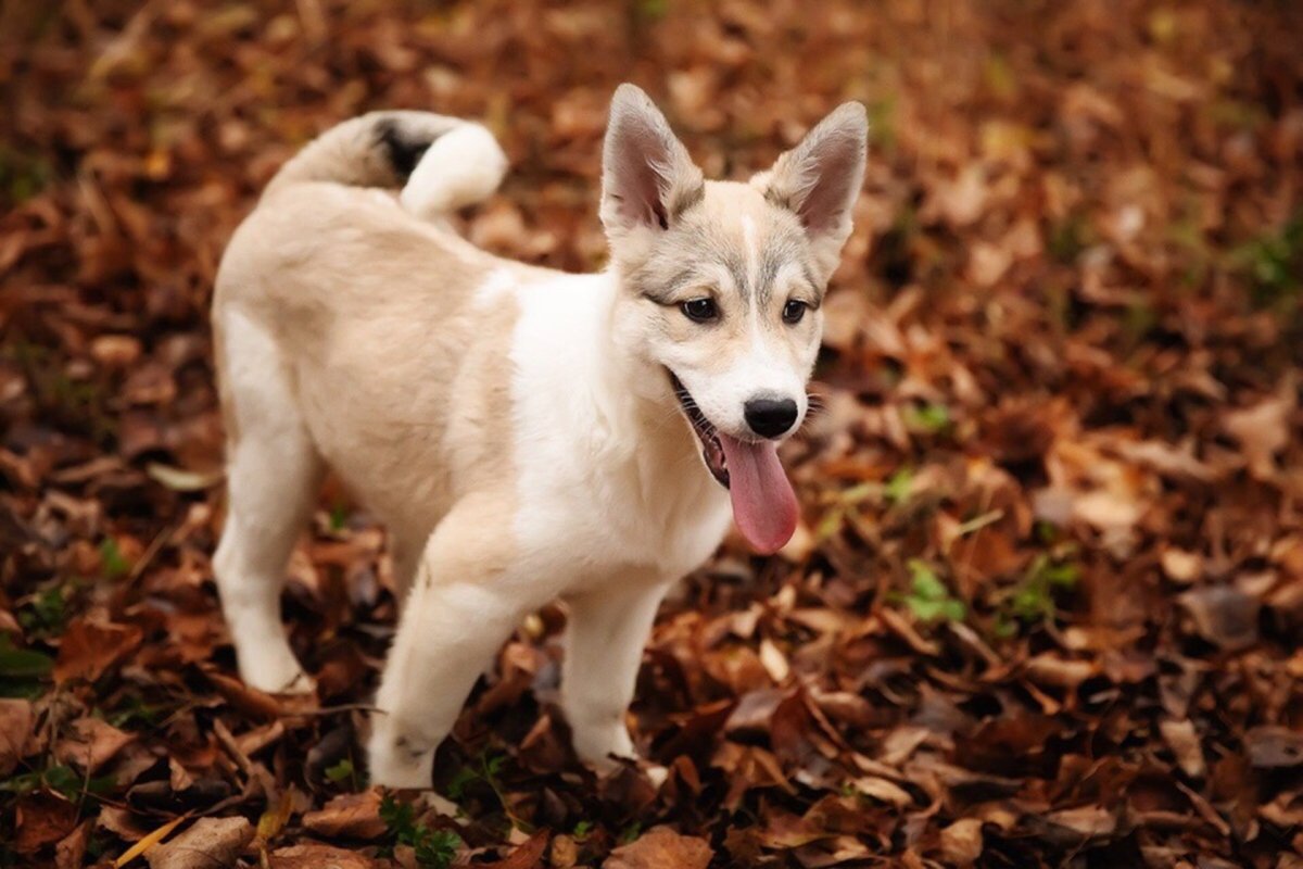 Метис Восточно сибирской лайки