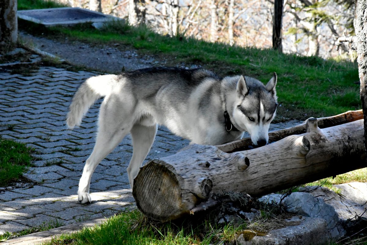 Метис овчарки и ЗСЛ