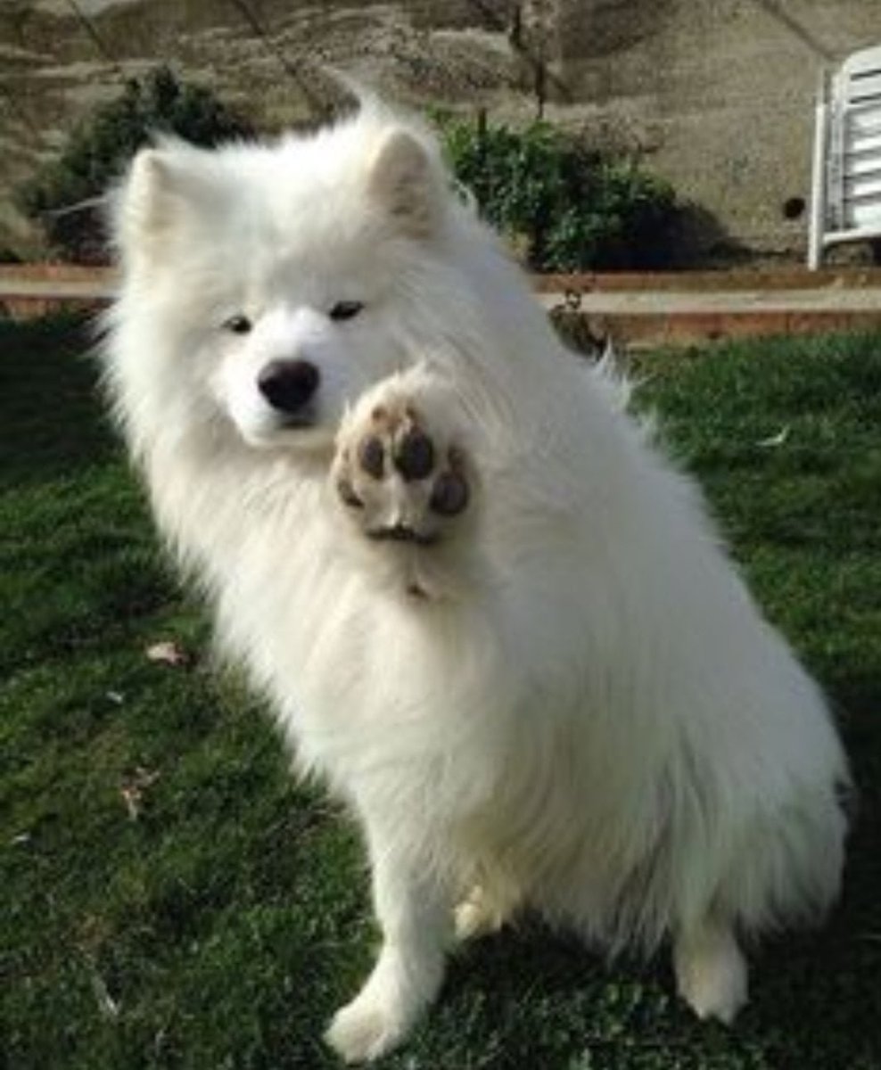 Шпиц самоед