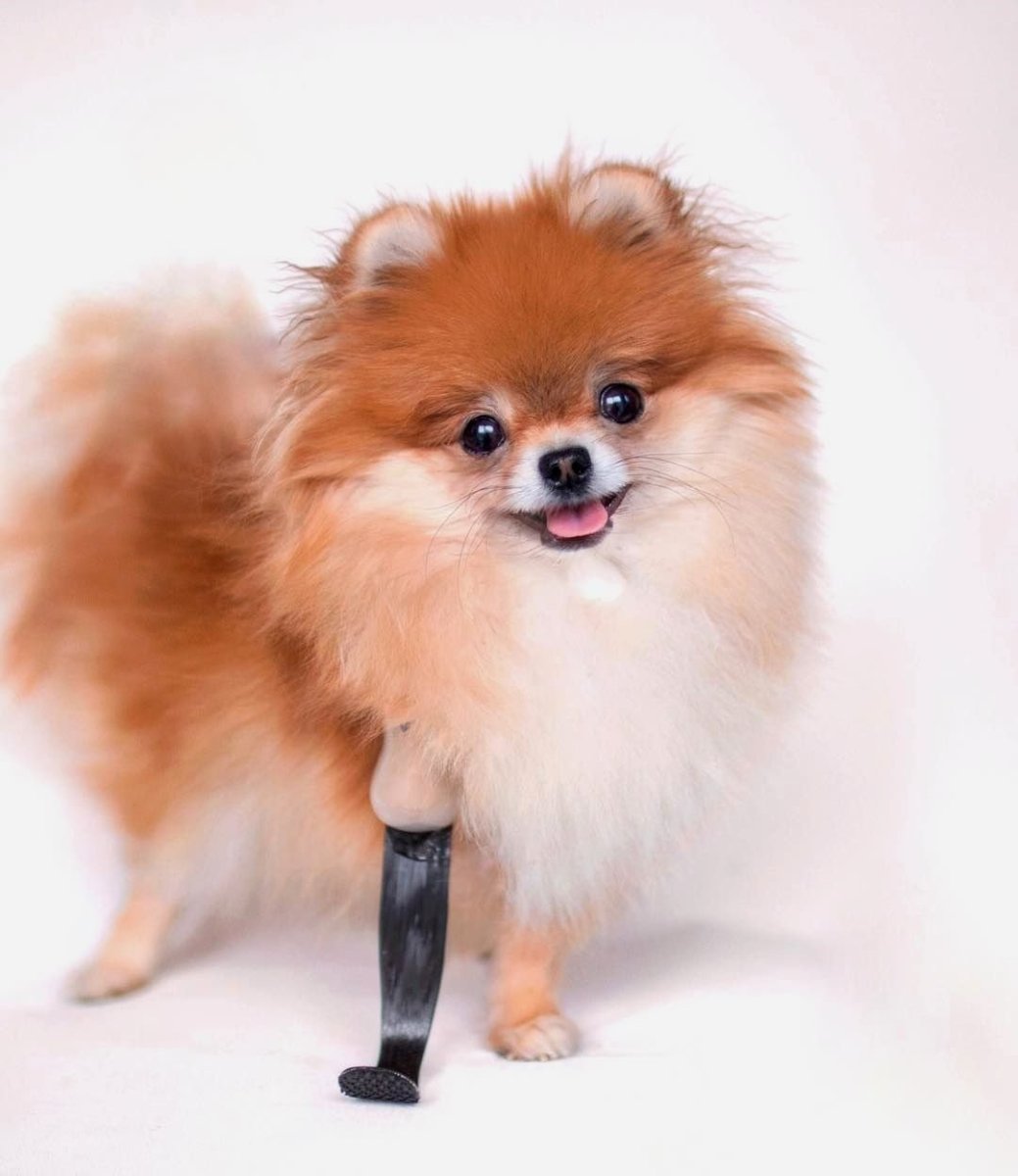 Померанский шпиц Лисичка